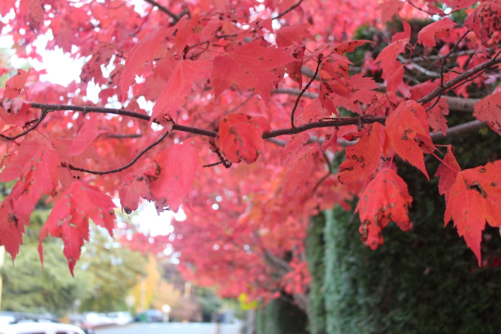 Ruby Red |  © Jackie Draft  