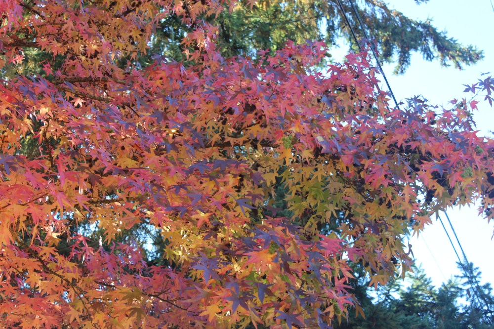 RoyGBiv | © Jackie Draft