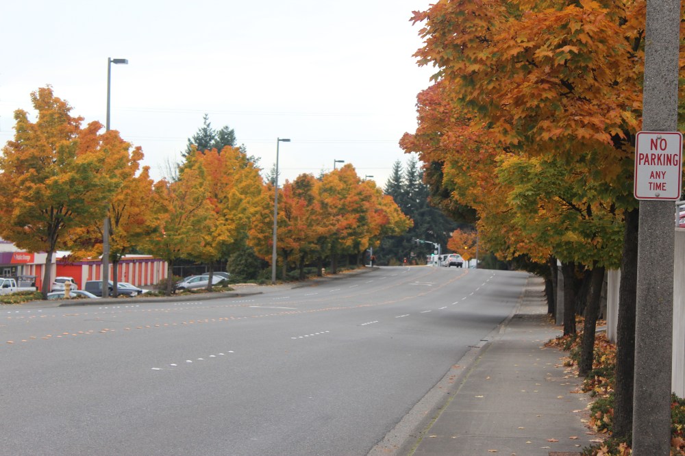 Trees in Mid-Turn | © Jackie Draft