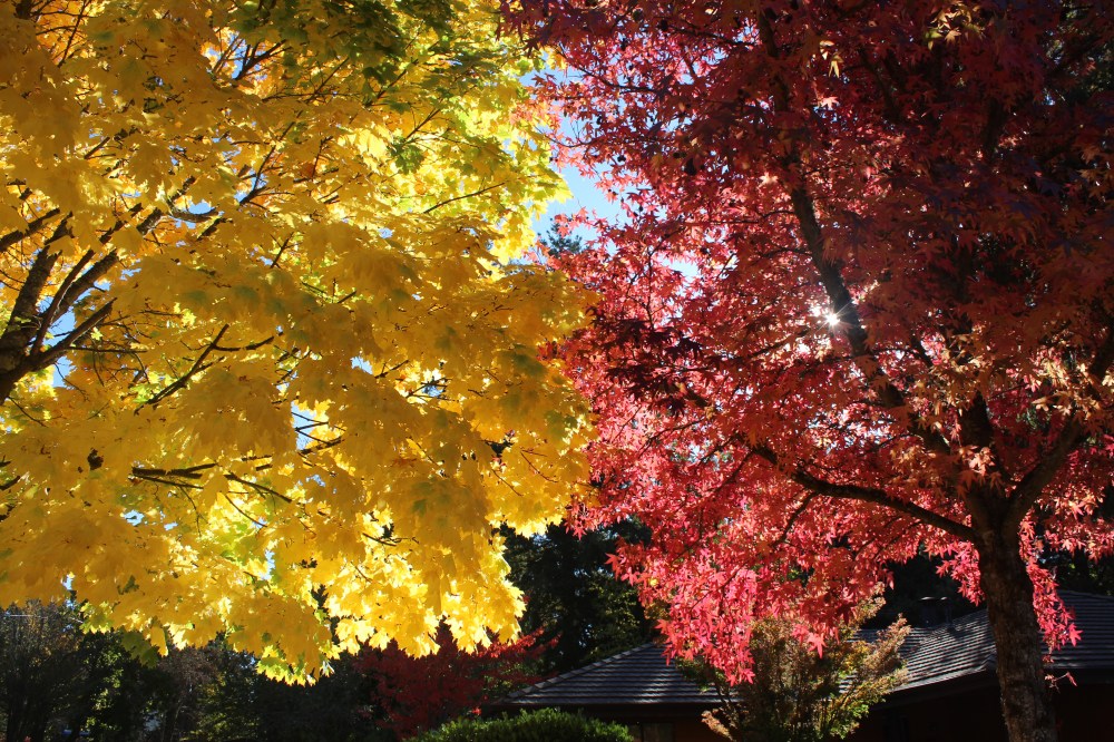 Sunlight Through the Leaves | © Jackie Draft