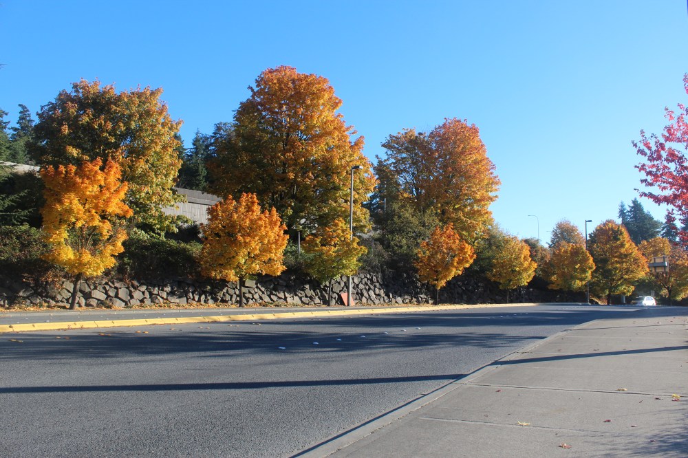 Dripping in Sunshine | © Jackie Draft