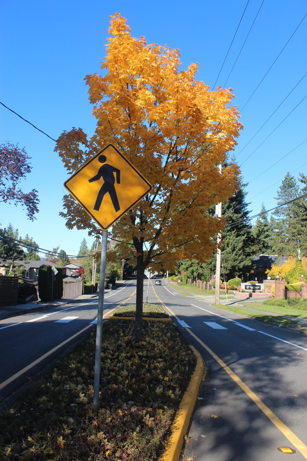 Clearly Marked Crosswalk in Seattle Suburb | © Jackie Draft